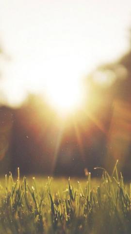 Nature Front Yard Sunshine iPhone 5s Wallpaper