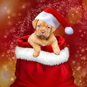 HD Wallpaper Dog Wearing Christmas Hat Gifts Dogs
