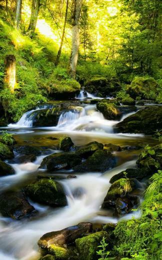 Sunny Forest Live Wallpaper Android Apps On Google Play