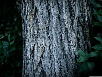Tree Trunk Wallpaper And Image Pictures Photos
