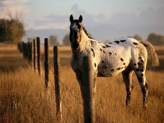 Appaloosa Farm Animals Wallpaper