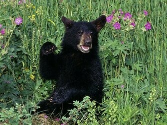 Black Bear Cool Wallpaper HDblackwallpaper