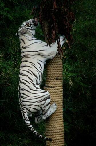 White Tiger HD Wallpaper High Definition iPhone