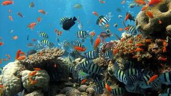Wallpaper Underwater Ocean Fish 4k Ultra HD Background