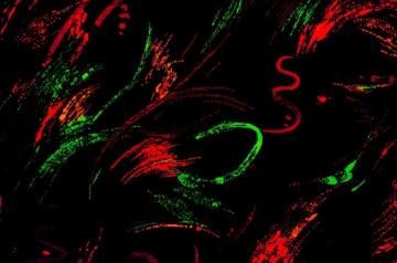 Comwp Contentuploads201210black Red Green