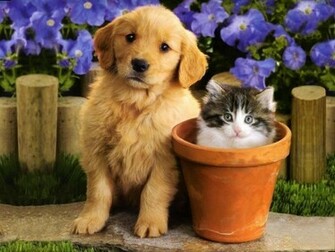 Kittens Puppies Teddybear64 Wallpaper