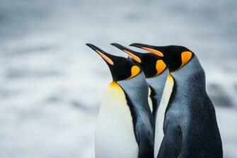 Penguin Wallpaper