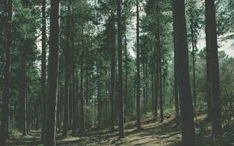 Nature Forest Wallpaper HD Desktop And Mobile Background