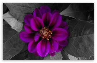 Fall Flower HD Wallpaper For Standard Fullscreen Uxga Xga Svga