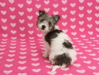 Jack Russell X Westie Pup