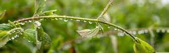 Spring Rain 4k HD Desktop Wallpaper For Ultra Tv Dual