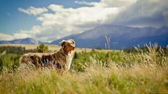 Australian Shepherd In Field Wallpaper Screensaver For Kindle3 And Dx