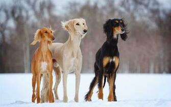 Mystery Wallpaper Three Dogs In The Snow Winter