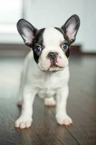French Bulldog Puppy Wallpaper Best