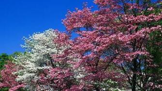 Purple Flowering Tree Wallpaper