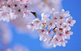 Cherry Beauty Emotions Flowers Gardens Life Love Nature Romance