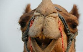 Camel Wallpaper X Net