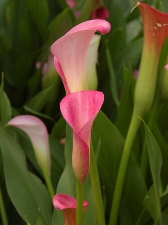Beautiful Pink Calla Lilies