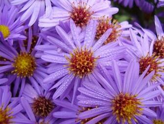 Beautiful Flower Wallpaper Ref Wallpapertock Net