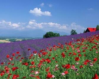 Lavender Field Desktop Pc And Mac Wallpaper Search Pictures