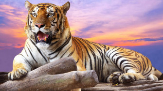 Cool Tiger Background Wallpaper