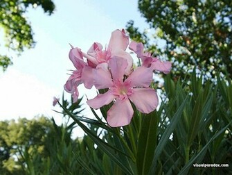 Visual Paradox 3d Wallpaper Flowers