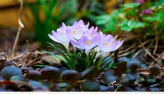 March April Spring Wallpaper