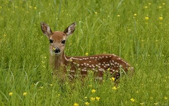 Deer Computer Wallpaper Desktop Background Id