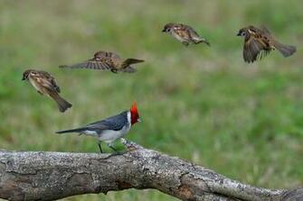 Red Crested Cardinal Computer Wallpaper Desktop
