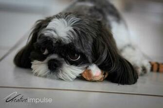 Shih Tzus Tzu Puppies For
