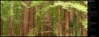 Mlewallpaper Redwood Trees Calendar