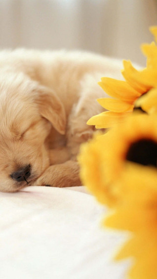 Dog iPhone Wallpaper