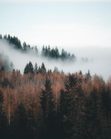 Wallpaper Sky Forest Fog Nature Natural Landscape Background