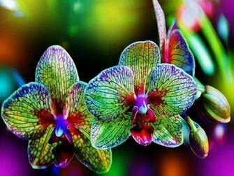 Rainbow Flowers Wallpaper