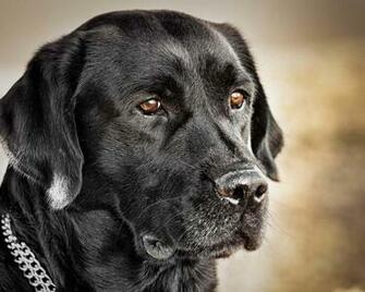 Pics Photos Black Labrador Wallpaper By