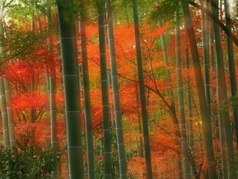 Bamboo Wallpaper Collection