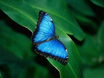 Splendid Butterflies Screensaver Gallery Image Of
