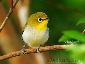 Forest Fairy Tale Lovable Birds In Spring Vol