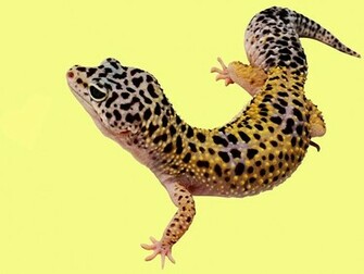 Leopard Gecko Wallpaper