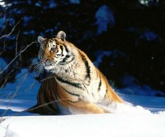 Scuddle Siberian Tiger Wallpaper960x800 Wallpaper Screensaver