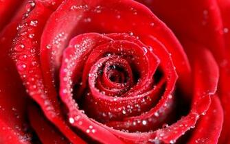 Water Drops On Red Rose Wallpaper HD