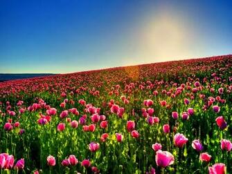 Lovely Tulip Field Wallpaper Macro