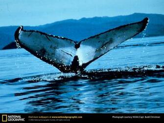 Humpback Whale Picture Desktop Wallpaper