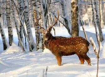 Deer In Snow Wallpaper