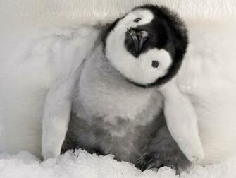 Baby Penguin