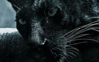 Panther Wallpaper