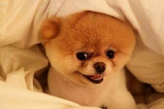 Top World Pic Boo Dog Cutest In The
