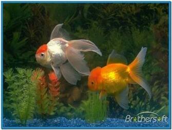 Real Fish Aquarium Screensaver