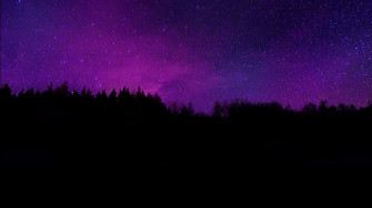 Trees Wallpaper 4k Silhouette Purple Sky