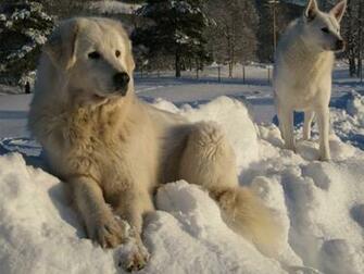 Dogs In The Snow Wallpaper